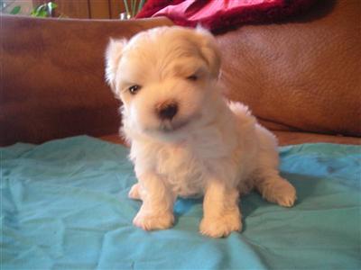 Puppies in MS