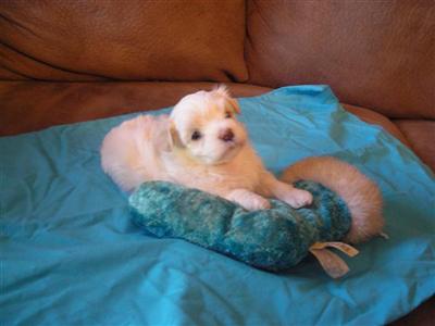 Puppies in MS