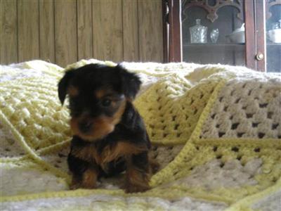 Puppies in MS