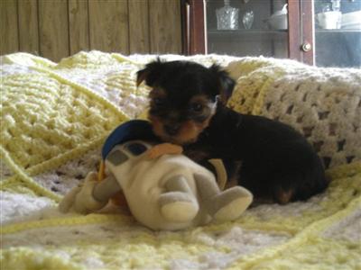 Puppies in MS