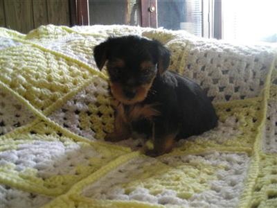 Puppies in MS