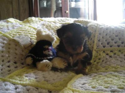 Puppies in MS