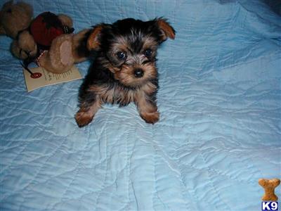 Puppies in BAY  SPRINGS
