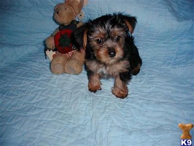 Puppies in BAY  SPRINGS