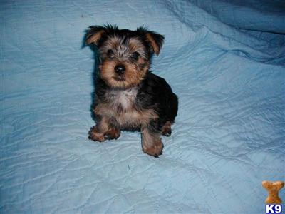 Puppies in BAY  SPRINGS