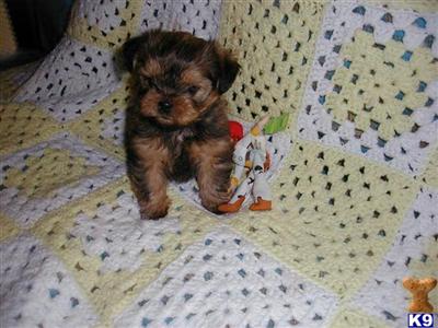 Shih Tzu Puppies for Sale