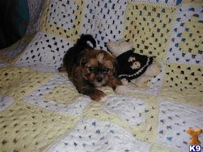 Shih Tzu Puppies for Sale