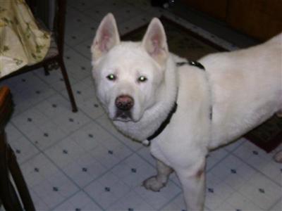 Stud Dogs - Akita