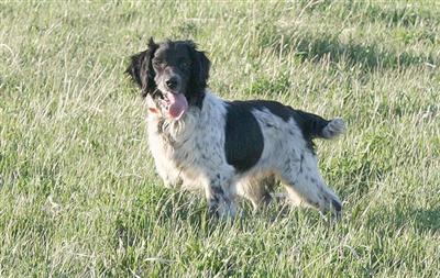 Stud Dogs - English Springer Spaniel