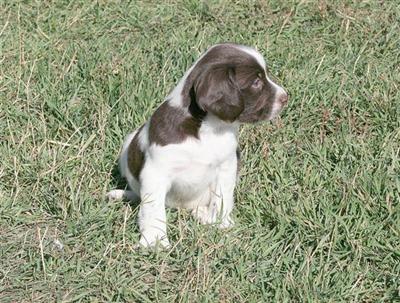 English Springer Spaniel Puppies for Sale