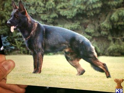 Stud Dogs - German Shepherd