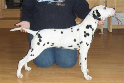 Dalmatian Puppies for Sale