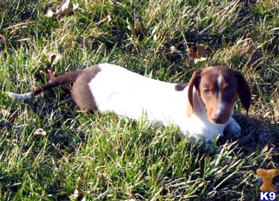Dogs - Dachshund