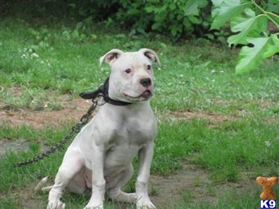 Dogs - American Bulldog