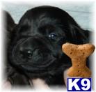 Puppies in ME