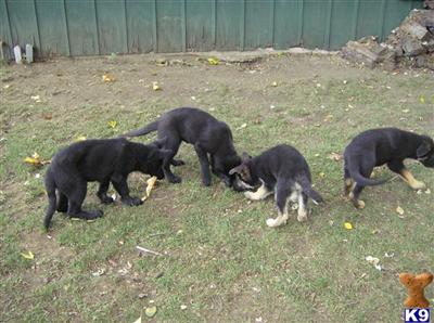 Puppies in IN