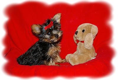 Puppies in Alma