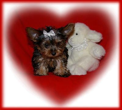Puppies in Alma
