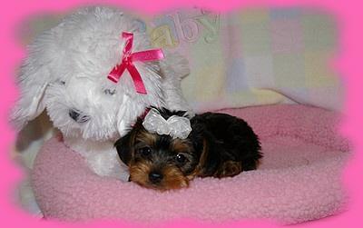 Puppies in Alma