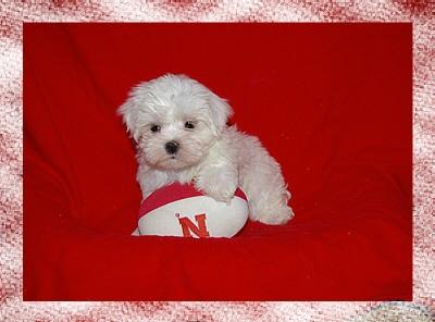Puppies in Alma