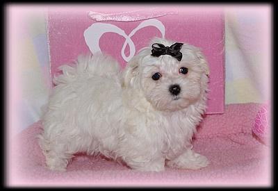Puppies in Alma