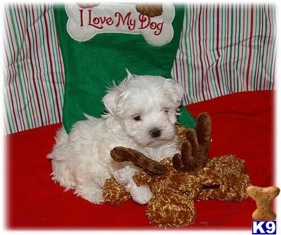 Maltese Puppies for Sale