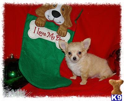 Puppies in Alma