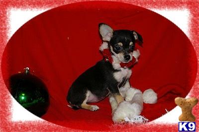 Maltese Puppies for Sale