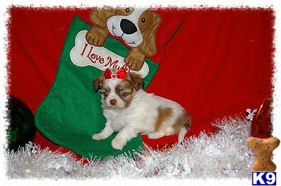 Maltese Puppies for Sale