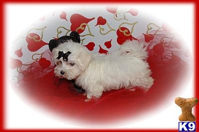 Maltese Puppies for Sale