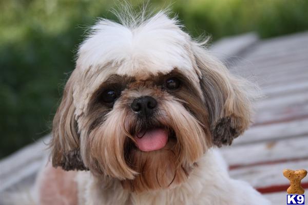 Shih+tzu+puppies+for+adoption+in+maryland