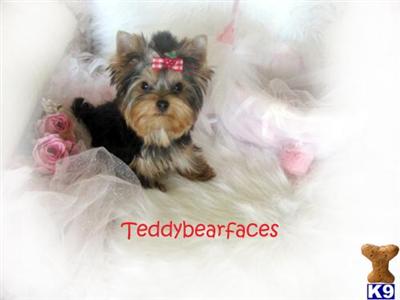 Yorkshire Terrier Puppies for Sale