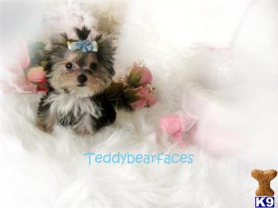 Maltese Puppies for Sale