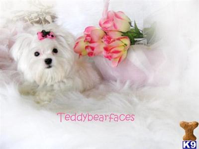 Maltese Puppies for Sale