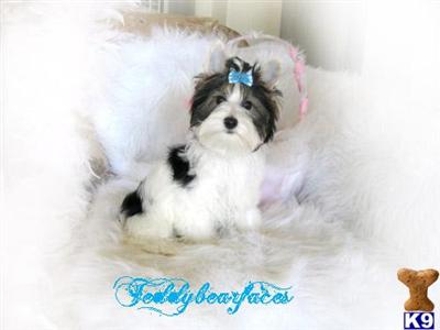 Biewer Yorkshire Terriers Puppies for Sale