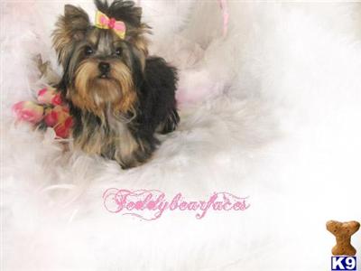 Yorkshire Terrier Puppies for Sale