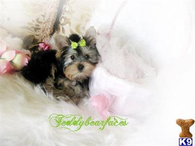Yorkshire Terrier Puppies for Sale