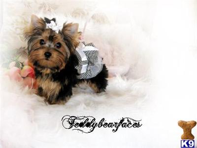 Yorkshire Terrier Puppies for Sale