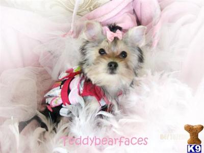 Puppies in CA