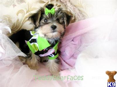 Yorkshire Terrier Puppies for Sale