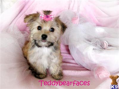 Puppies in CA