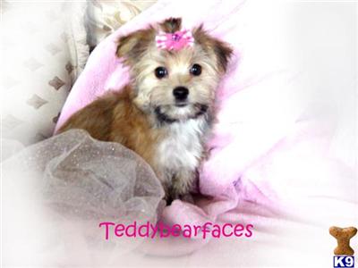 Yorkshire Terrier Puppies for Sale