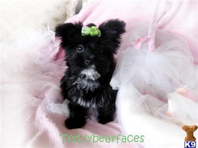 Yorkshire Terrier Puppies for Sale