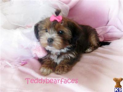Shih Tzu Puppies for Sale