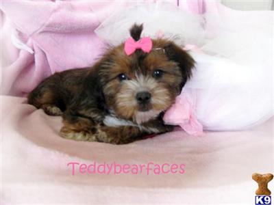 Yorkshire Terrier Puppies for Sale