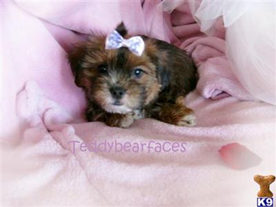 Shih Tzu Puppies for Sale
