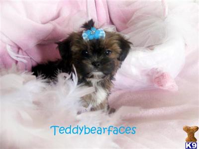 Shih Tzu Puppies for Sale