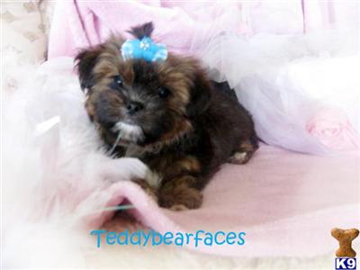 Yorkshire Terrier Puppies for Sale