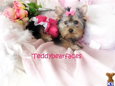 Yorkshire Terrier Puppies for Sale