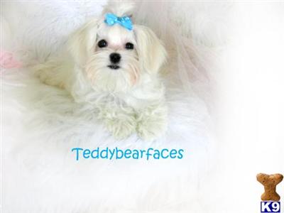 Maltese Puppies for Sale